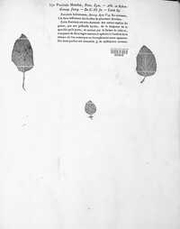 Puccinia menthae image